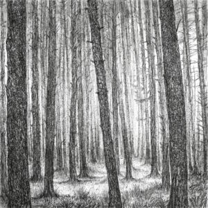 Skambantys medžiai. Miškas