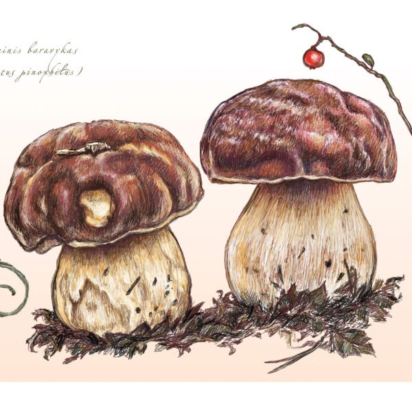 Pušyninis baravykas