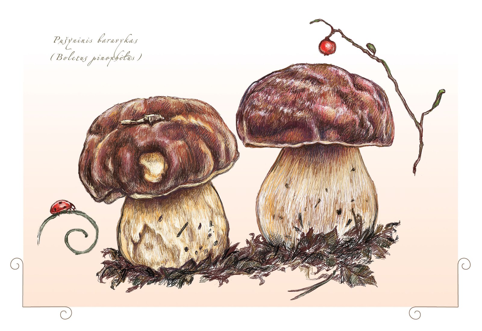 Pušyninis baravykas